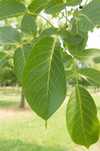 Juglans r. 'Coenen' dubbele U met rek wortelgoed - afbeelding 5