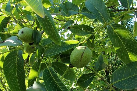 Juglans r. 'Franquette' dubbele U met rek wortelgoed - afbeelding 2
