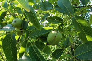 Juglans r. 'Franquette' dubbele U met rek wortelgoed - afbeelding 2