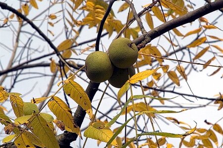 Juglans r. 'Franquette' dubbele U met rek wortelgoed - afbeelding 3