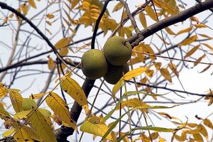 Juglans r. 'Franquette' dubbele U met rek wortelgoed - afbeelding 3