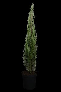 Juniperus s. 'Blue Arrow' 125-150 cm met kluit