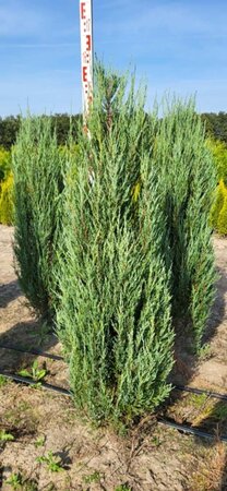 Juniperus s. 'Blue Arrow' 150-175 cm met kluit - afbeelding 4