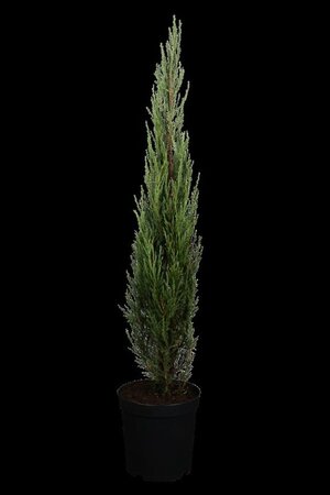 Juniperus s. 'Blue Arrow' 150-175 cm met kluit - afbeelding 1