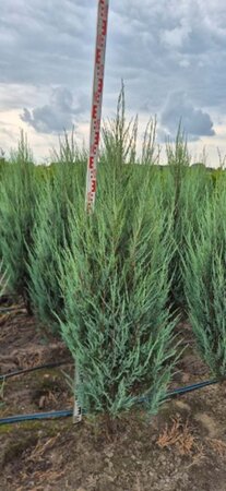 Juniperus s. 'Blue Arrow' 150-175 cm met kluit - afbeelding 5