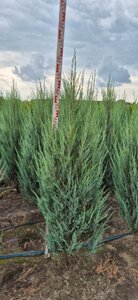 Juniperus s. 'Blue Arrow' 150-175 cm met kluit - afbeelding 5