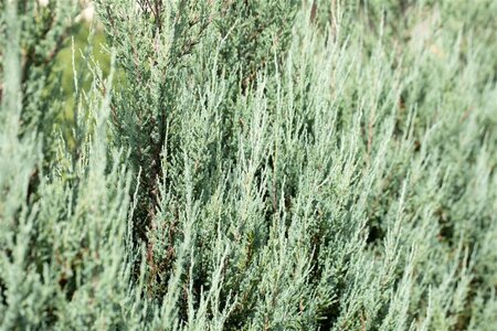 Juniperus s. 'Blue Arrow' 150-175 cm met kluit - afbeelding 3