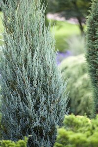 Juniperus s. 'Blue Arrow' 60-80 cm met kluit