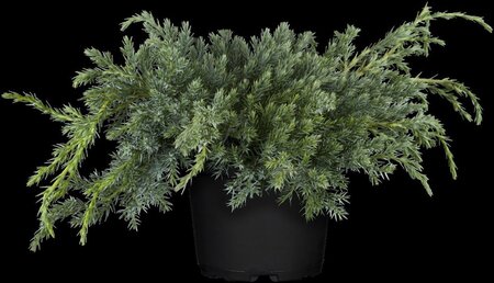 Juniperus squamata 'Blue Carpet' 30-40 cm cont. 3,0L - afbeelding 2