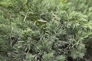 Juniperus squamata 'Meyeri' 40-50 cm cont. 7,5L