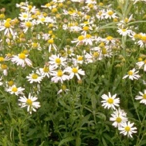 Kalimeris incisa 'Alba' geen maat specificatie 0,55L/P9cm - afbeelding 4