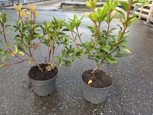 Kalmia latifolia 25-30 cm cont. 3,0L - afbeelding 4
