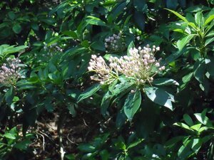 Kalmia latifolia 30-40 cm cont. 3,0L