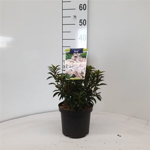 Kalmia lat. 'Elf' 25-30 cm cont. 3,0L