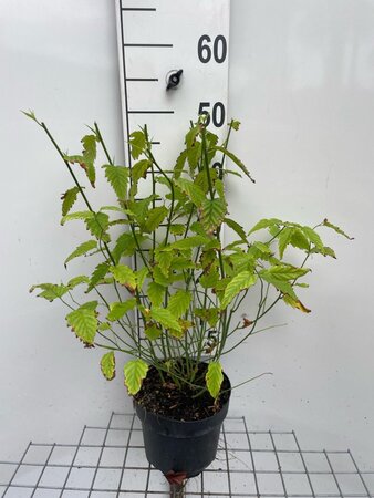 Kerria jap. 'Pleniflora' 40-50 cm cont. 3,0L