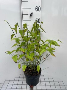 Kerria jap. 'Pleniflora' 40-50 cm cont. 3,0L