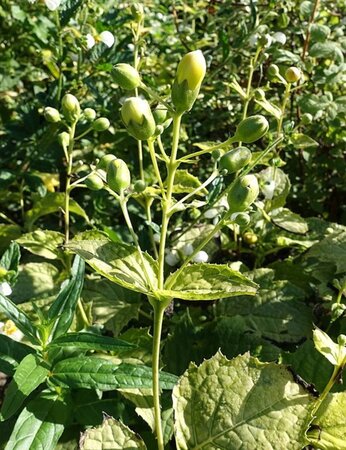 Kirengeshoma palmata geen maat specificatie 0,55L/P9cm