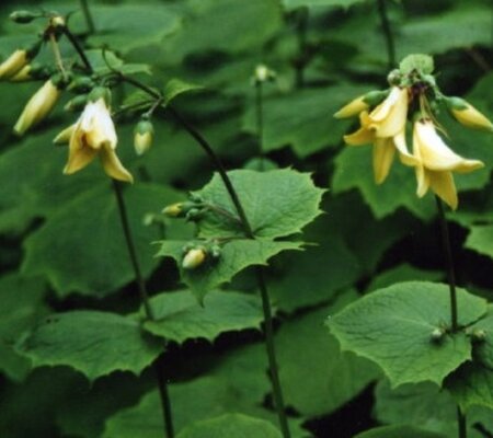 Kirengeshoma palmata geen maat specificatie 0,55L/P9cm - afbeelding 3