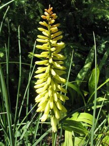 Kniphofia citrina geen maat specificatie 0,55L/P9cm - afbeelding 1