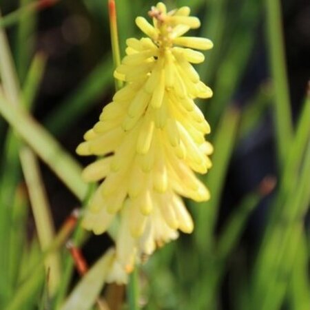 Kniphofia citrina geen maat specificatie 0,55L/P9cm - afbeelding 2