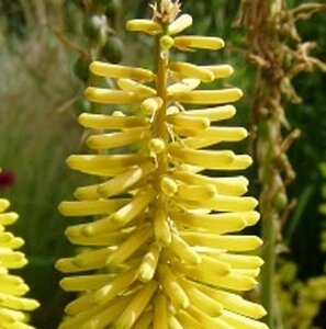 Kniphofia citrina geen maat specificatie 0,55L/P9cm - afbeelding 3