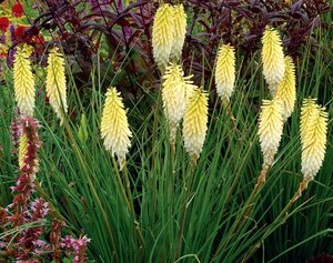 Kniphofia 'Pineapple Popsicle' geen maat specificatie 0,55L/P9cm - afbeelding 2