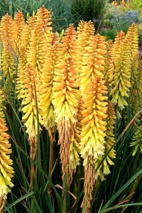 Kniphofia 'Pineapple Popsicle' geen maat specificatie 0,55L/P9cm - afbeelding 3