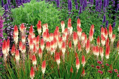 Kniphofia 'Orange Vanilla Popsicle' geen maat specificatie 0,55L/P9cm - afbeelding 1