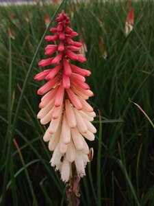 Kniphofia 'Orange Vanilla Popsicle' geen maat specificatie 0,55L/P9cm - afbeelding 4