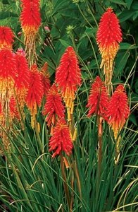 Kniphofia 'Papaya Popsicle' geen maat specificatie 0,55L/P9cm - afbeelding 3