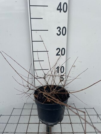 Kolkwitzia amabilis 'Pink Cloud' geen maat specificatie cont. 2,0L - afbeelding 1