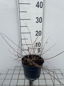 Kolkwitzia amabilis 'Pink Cloud' geen maat specificatie cont. 2,0L - afbeelding 1