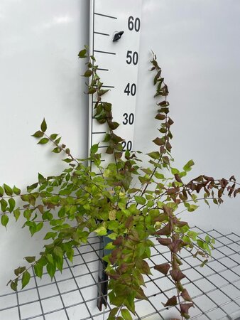 Kolkwitzia amabilis 'Pink Cloud' geen maat specificatie cont. 2,0L - afbeelding 3
