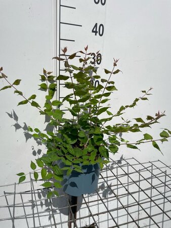 Kolkwitzia amabilis 'Pink Cloud' geen maat specificatie cont. 2,0L - afbeelding 2