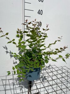 Kolkwitzia amabilis 'Pink Cloud' geen maat specificatie cont. 2,0L - afbeelding 2