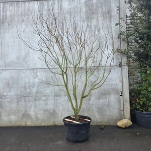 Koelreuteria paniculata 250-300 cm cont. 130L meerstammig