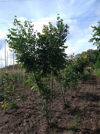 Koelreuteria paniculata 250-300 cm draadkluit meerstammig - afbeelding 4