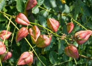 Koelreuteria paniculata 300-350 cm cont. 110L meerstammig