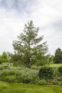 Larix decidua 175-200 cm met kluit - afbeelding 3