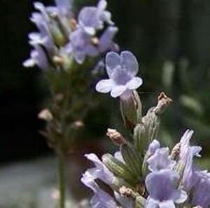 Lavandula int. 'Grappenhall' geen maat specificatie 0,55L/P9cm