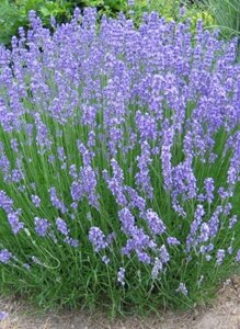 Lavandula int. 'Grosso' geen maat specificatie 0,55L/P9cm - afbeelding 6