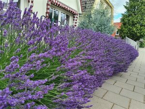 Lavandula int. Phenomenal geen maat specificatie 0,55L/P9cm - afbeelding 3
