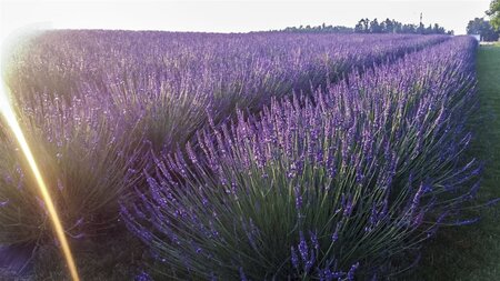 Lavandula int. Phenomenal geen maat specificatie 0,55L/P9cm - afbeelding 3