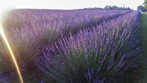 Lavandula int. Phenomenal geen maat specificatie 0,55L/P9cm - afbeelding 3