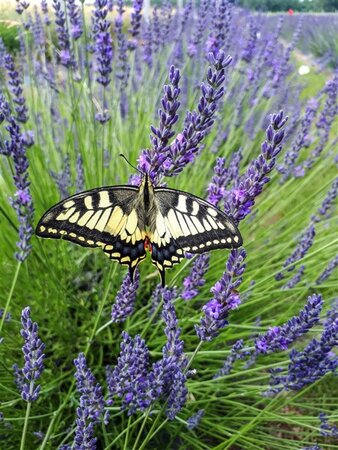 Lavandula int. Phenomenal geen maat specificatie 0,55L/P9cm - afbeelding 5