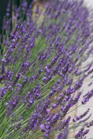 Lavandula int. Phenomenal geen maat specificatie 0,55L/P9cm - afbeelding 6