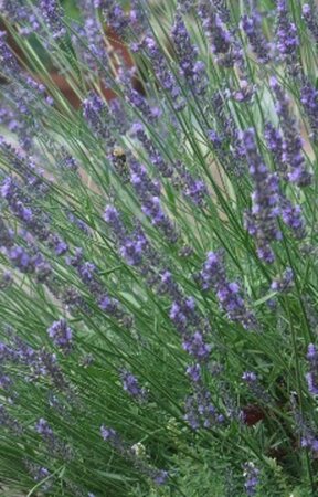 Lavandula int. Phenomenal geen maat specificatie 0,55L/P9cm - afbeelding 1