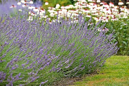 Lavandula int. Phenomenal geen maat specificatie 0,55L/P9cm - afbeelding 2