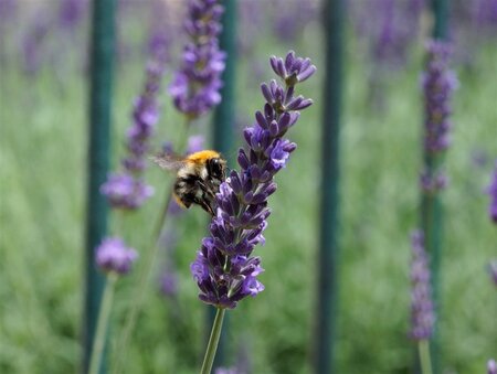Lavandula int. Phenomenal geen maat specificatie 0,55L/P9cm - afbeelding 4