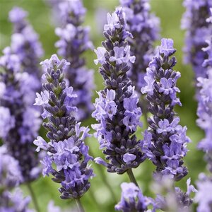 Lavandula int. Sensational! geen maat specificatie 0,55L/P9cm - afbeelding 1